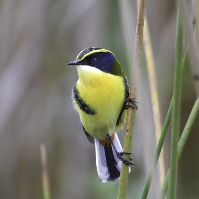 South of Brazil - Birds
